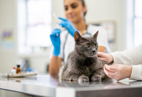 Cat sitting on exam table