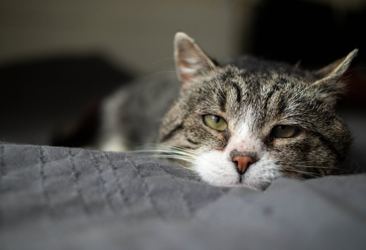 Cat laying down with head on blanket