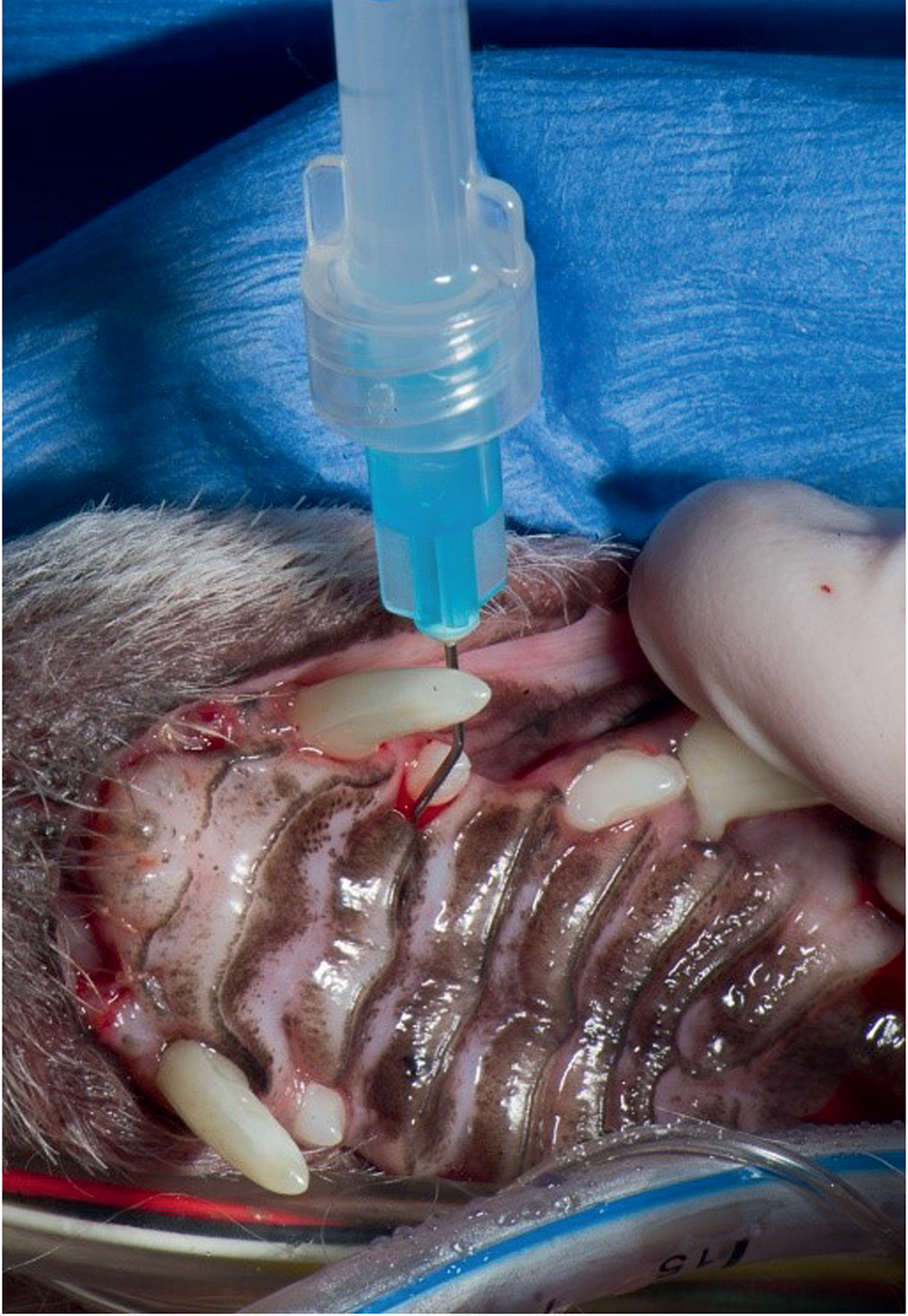 Image of Injecting perioceuticals