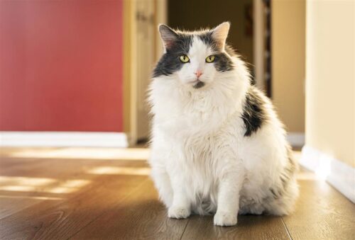 Overweight cat sitting and looking at camera