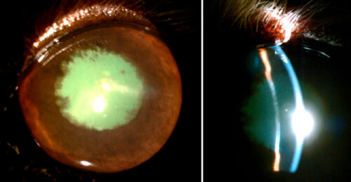 Close-up of a dog's eye with idiopathic immunemediated uveitis.