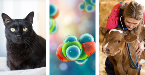 3 images: Giles the cat, antifreeze molecules, and a veterinarian listing to a calf's heart.