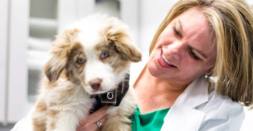 Behavior specialist, Amy L. Pike, DVM DACVB, IAABC-CDBC, holding a dog.