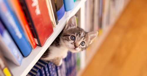 A kitten looks out from a bookshelf