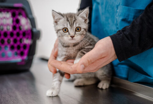 Vet Holding Kitten