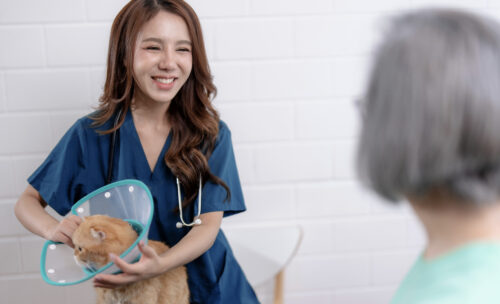 Photo of a technician talking with a client while putting an e-collar on a cat. Soft skills like excellent client communication is a valuable skill.