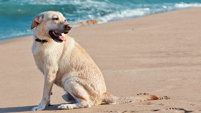 Wet yellow lab sitting on the beach