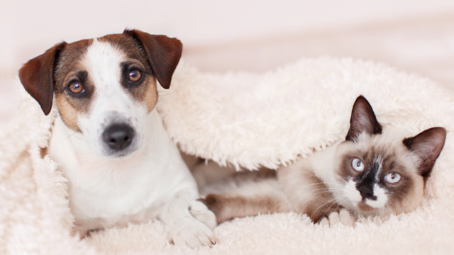 Dog and kitten looking at camera