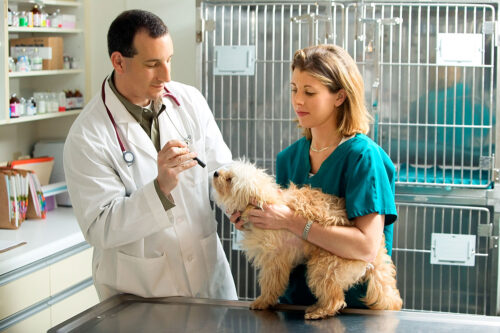 One veterinarian and one veterinary technician giving a dog an exam