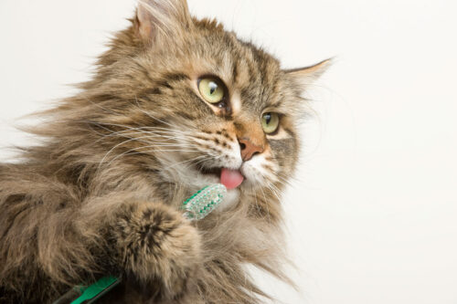 fluffy brown cat licking toothbrush