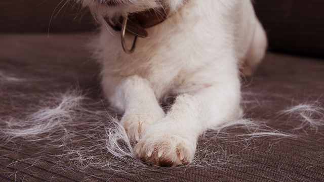 White dog shedding a large amount of fur