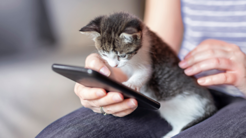 Kitten playing with owners cell phone