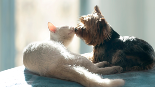 Kitten and puppy kissing