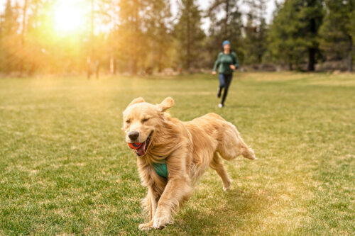 Golden retriever running with ball in mouth and person chasing the dog in the background