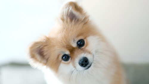 Pomeranian head tilted looking at the camera