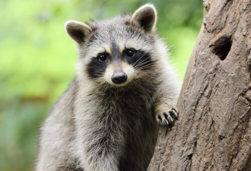 Racoon on a tree