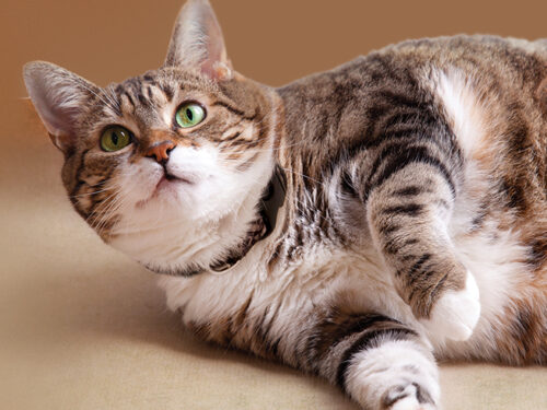 overweight cat laying down