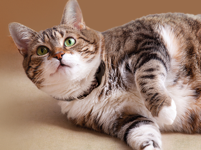 overweight cat laying down