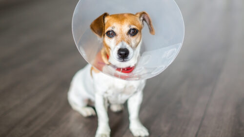 Terrier with a cone around their head