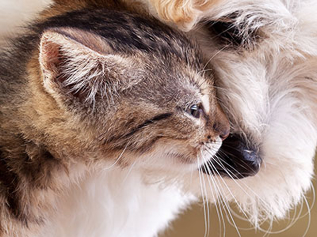 cat and dog sniffing each other