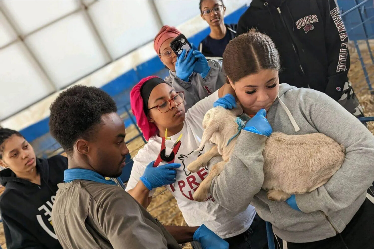 Student ear-tagging a baby goat