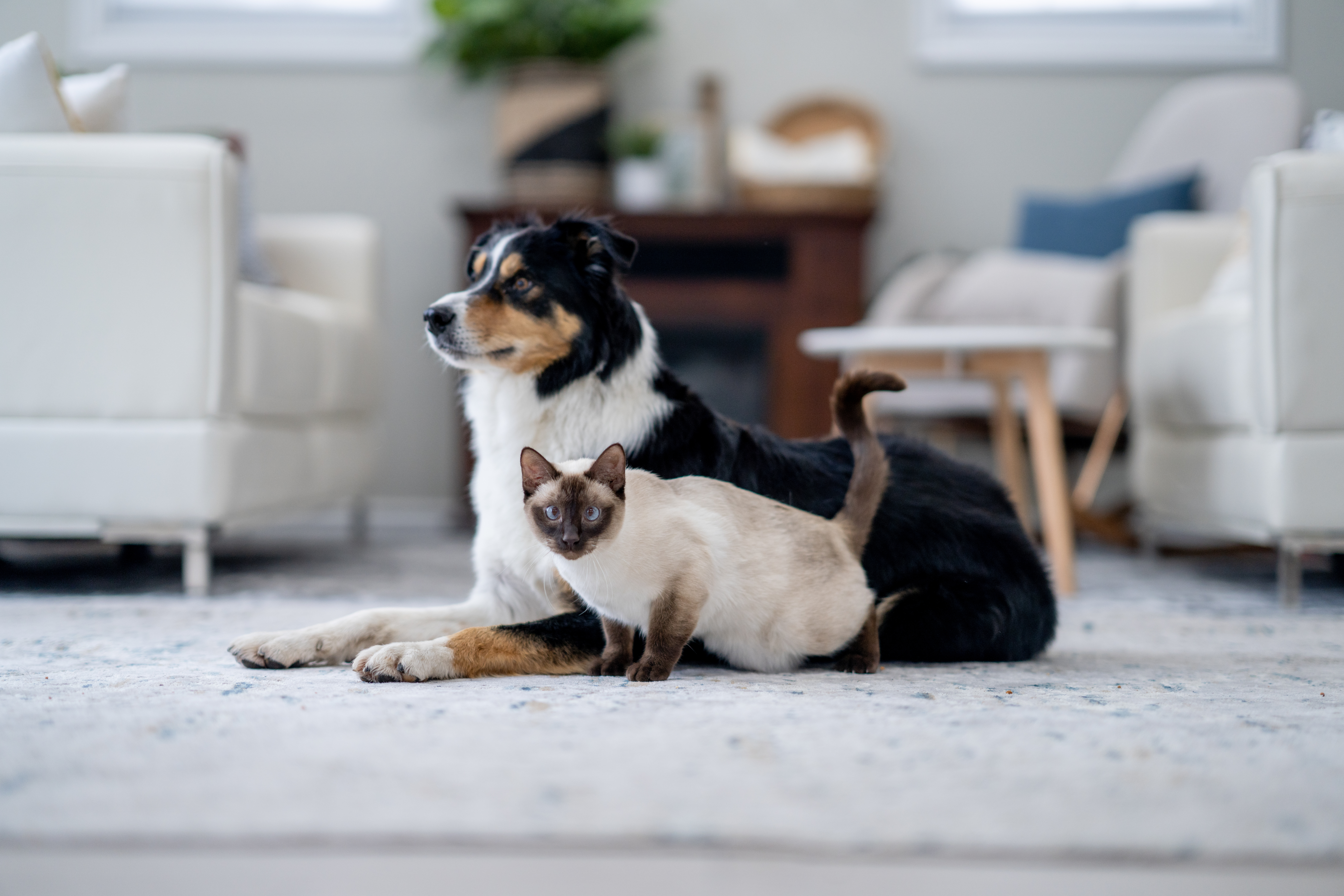 A large breed dog and a Siamese cat sit closely together as they relax at home.
