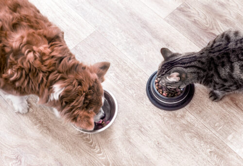 Dog and cat eating from separate food bowls, highlighting the importance of proper pet nutrition.