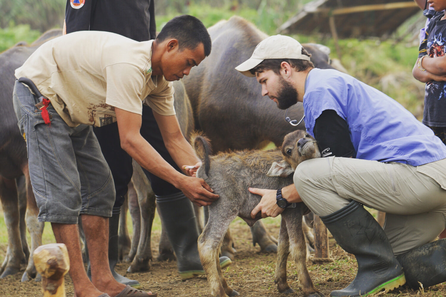 A Cornell veterinary student and farmer examine a water buffalo calf in Indonesia