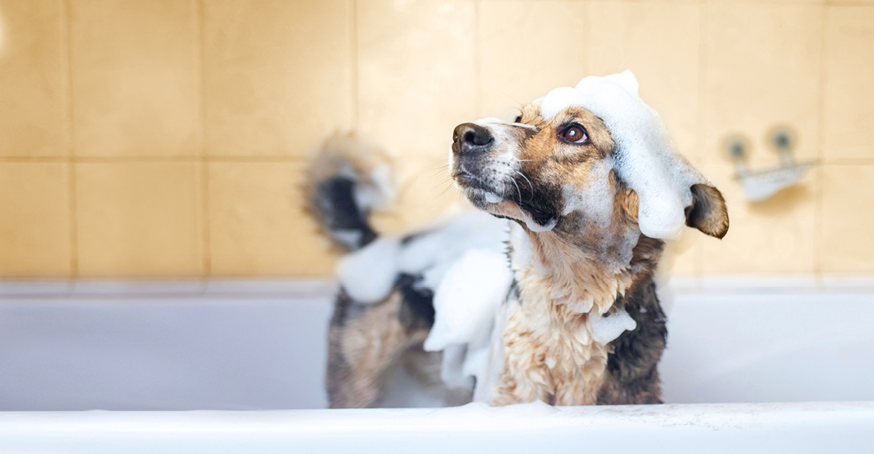 A dog in a bathtub covered in bubbles. Baths are helpful in managing allergic skin diseases.