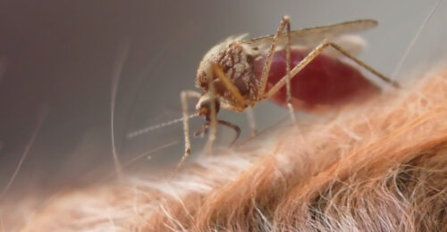Closeup photo of a mosquito on a dog