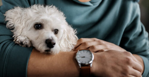 2023 AAHA Selected Endocrinopathies of Dogs and Cats Guidelines: A small white dog being held by his owner.
