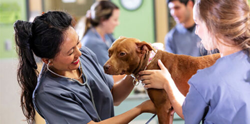 Veterinary team members examine a dog