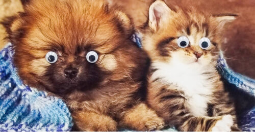 Photo of a calendar image of a dog and cat with googly eyes over the dog and cat's eyes