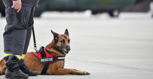 Photo of a search and rescue dog laying beside his handler who is standing.
