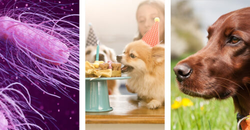 3 pictures: 3D rendered image of Salmonella bacteria, a dog's birthday party, and a closeup of an Irish Setter