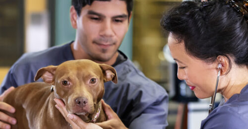 Image of two technicians listening to a dog's heart