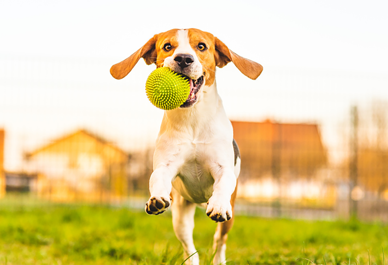 dog jumping in air with ball in mouth