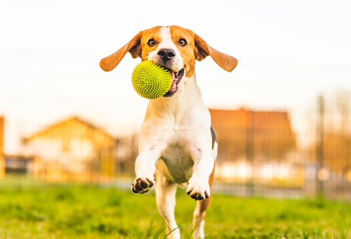 dog jumping in air with ball in mouth