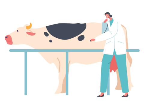 illustration of a vet listening to a cow_
