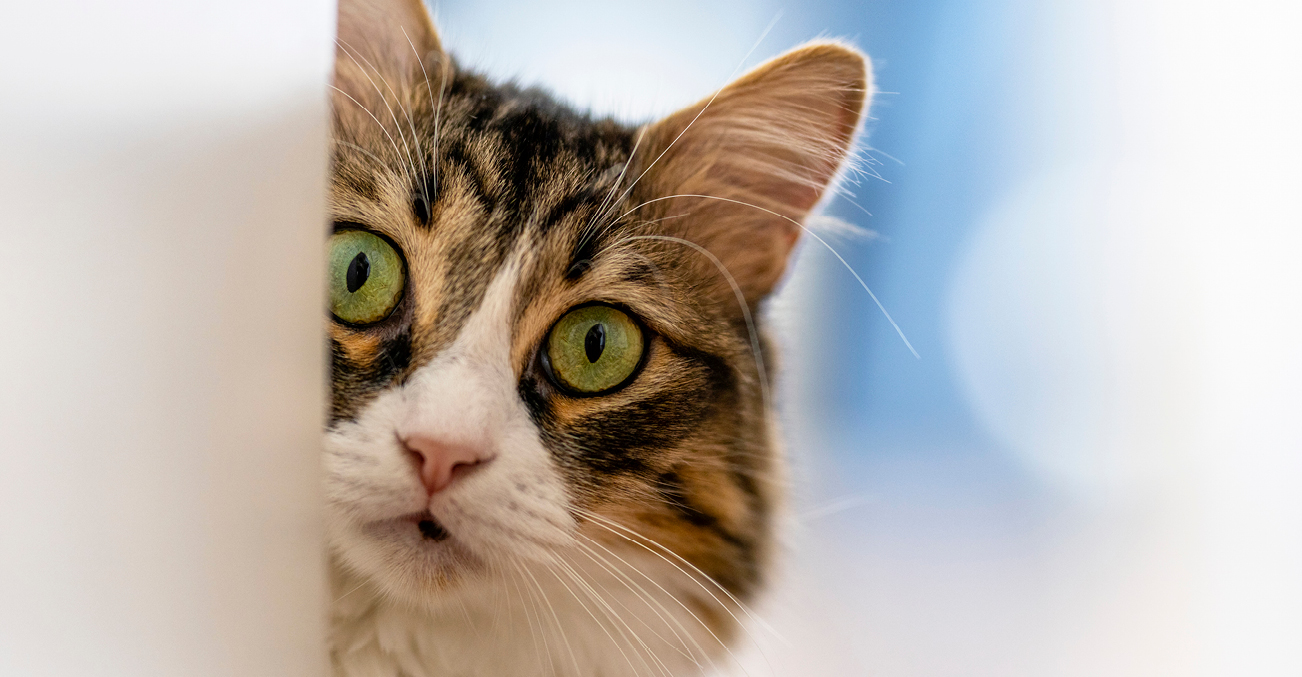 A surprised-looking cat peeking around a wall corner