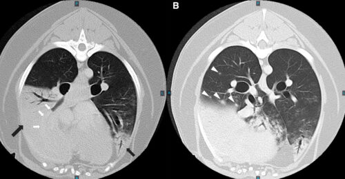 CT scan of a dog's lungs following a lobectomy.
