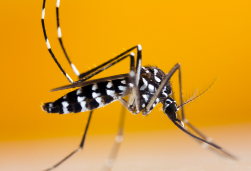 Mosquito on a orange background