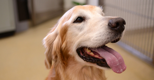 Picture of a golden retriever