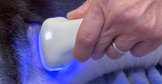 The HT Vista scanning wand scanning a dog for possible cancerous tumors.