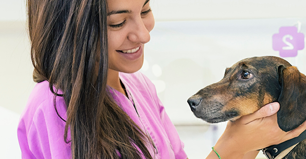 A veterinary technician petting a senior dachshund.