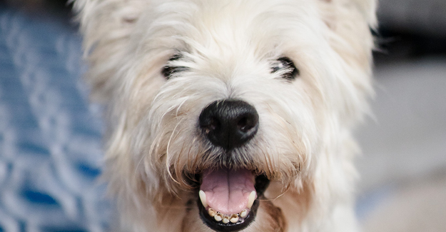 Closeup of a senior westie's face and mouth to focus on pet dental care