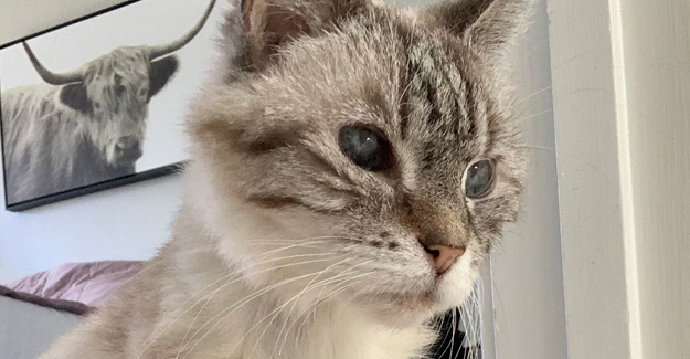 Photo of Lily Potter, a senior pet was adopted by Kaitlyn Choi