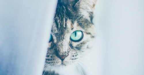 Closeup photo of a cat's face with a curtain partially covering her face