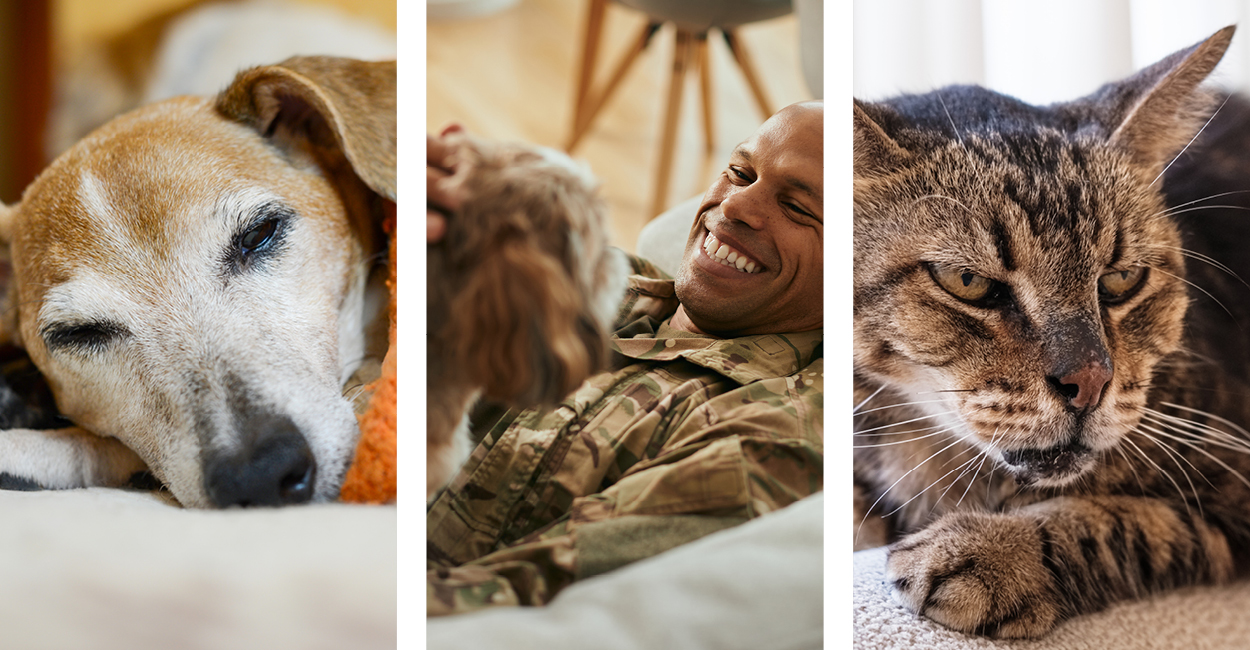 3 images: a senior dog sleeping, a veteran playing with his dog, a senior cat