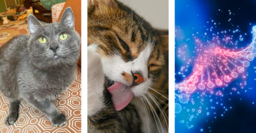 3 images: a cat, a cat licking her paw, and an illustration of a DNA strand